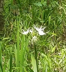 Hymenocallis liriosme