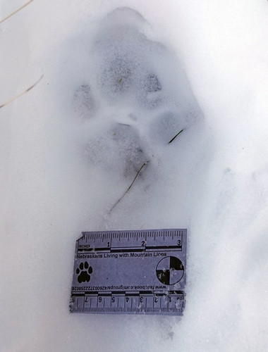 Mountain Lion Tracks – NatureTracking