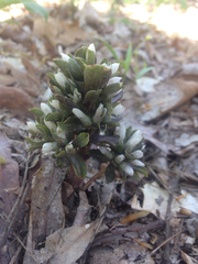 Obolaria virginica