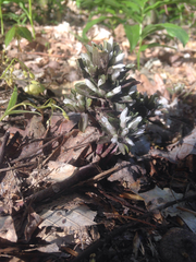 Obolaria virginica