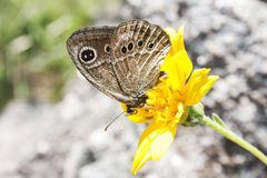 Pampasatyrus gyrtone