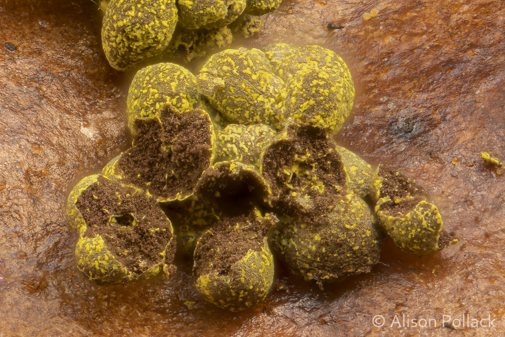 Physarum virescens