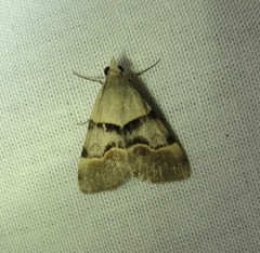 Hemeroplanis incusalis