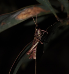 Monistria discrepans