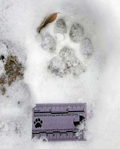 Mountain Lion Tracks – NatureTracking