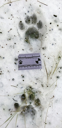 Mountain Lion Tracks – Naturetracking