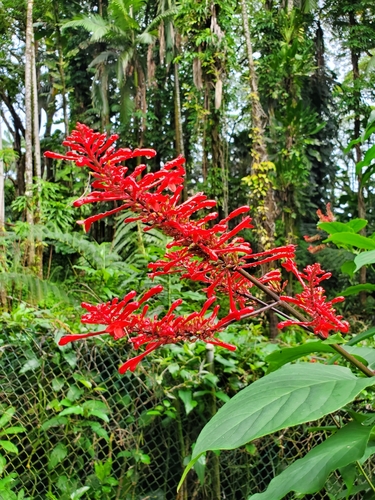 Odontonema cuspidatum