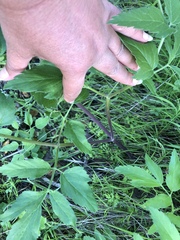 Angelica californica
