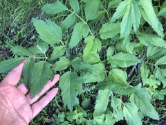 Angelica californica