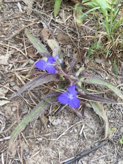 Tradescantia