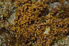 Turbinaria