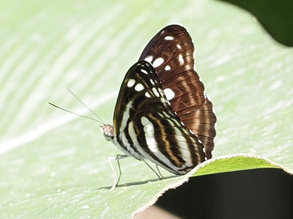 Tarattia bruijni from Sangihe Islands Regency, North Sulawesi ...