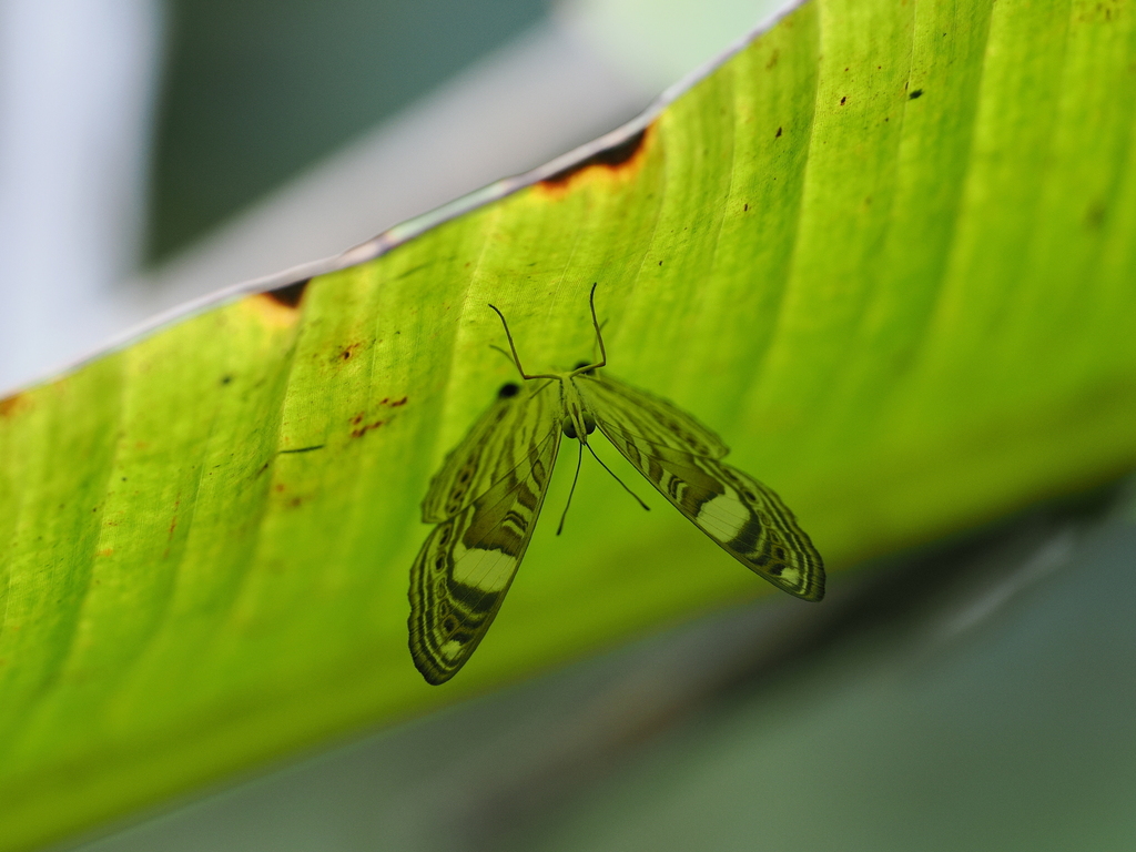 Cyrestis eximia from Sangihe Islands Regency, North Sulawesi, Indonesia ...