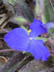 Tradescantia
