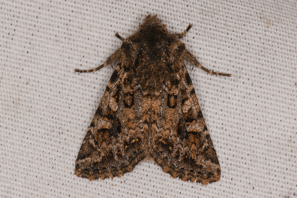 Miodera stigmata