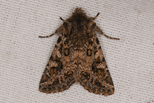 Miodera stigmata