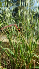 Clytra nigrocincta
