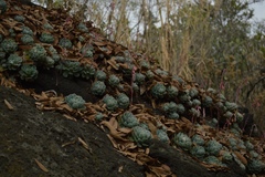 Echeveria elegans