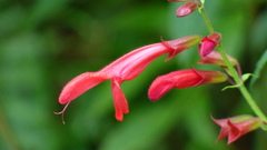 Salvia rivularis