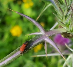 Malachius coccineus