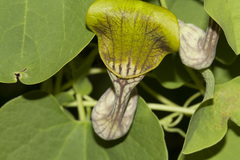 Aristolochia argentina