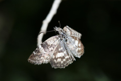 Chiomara asychis