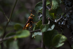 Polistes cavapyta