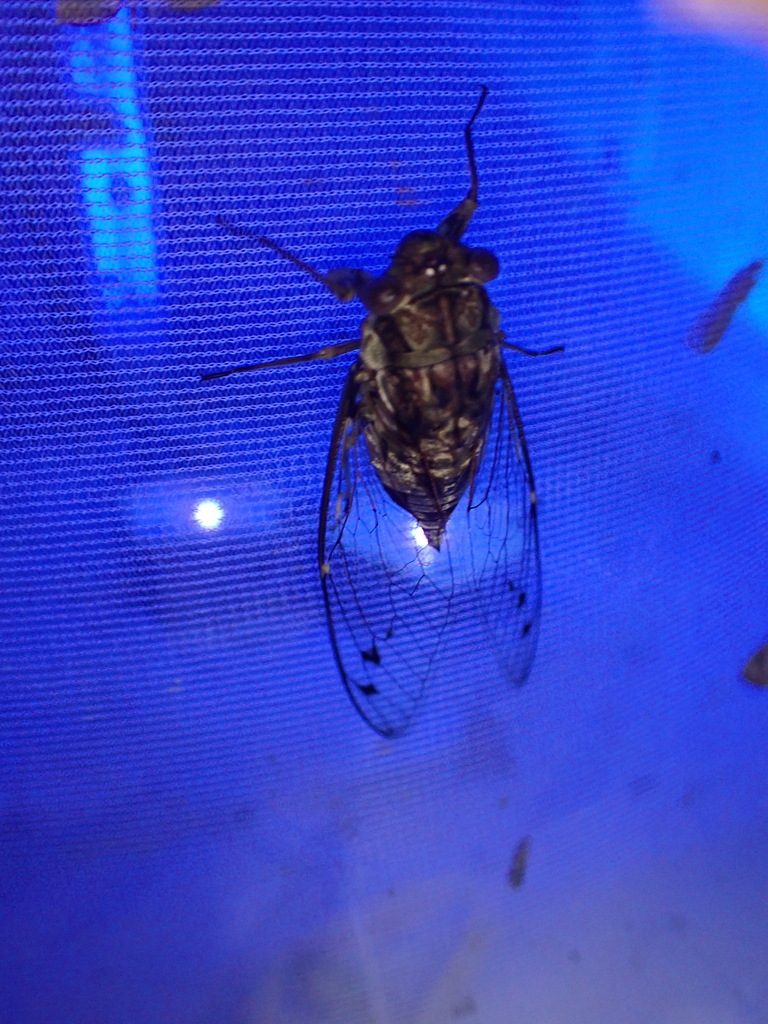 Dilobopyga sangihensis