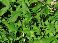 Hasteola suaveolens