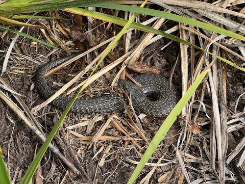 She-oak Skink, Cyclodomorphus casuarinae