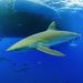 Silky Shark - Photo (c) Programa Marino del Golfo de California, some rights reserved (CC BY-NC), uploaded by Programa Marino del Golfo de California