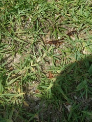 Scolopendra alternans