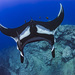 Oceanic Manta Ray - Photo (c) Programa Marino del Golfo de California, some rights reserved (CC BY-NC), uploaded by Programa Marino del Golfo de California