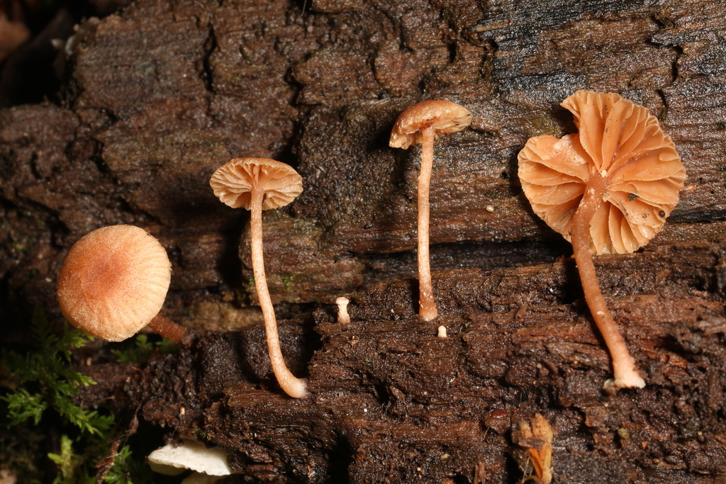 Tubaria sp. 'IN02'