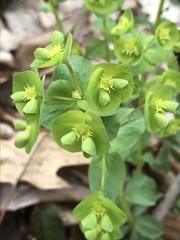 Euphorbia commutata
