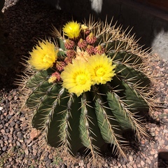 Ferocactus schwarzii
