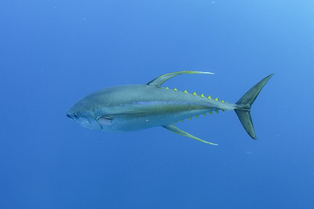 Atun Aleta Amarilla Thunnus Albacares Argentinat