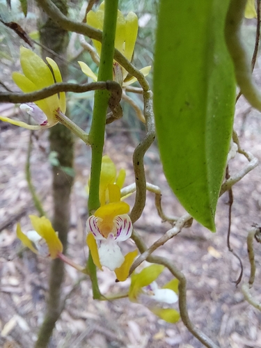 Image of Sarcochilus australis by (c) Brendan Costello, some rights reserved (CC BY)