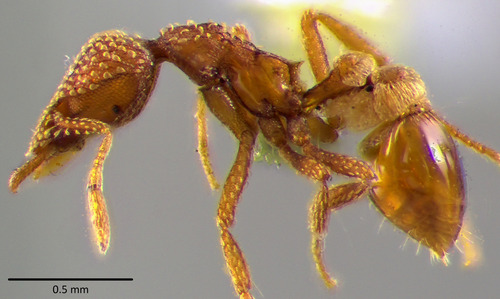 Pergande’s Mustache Ant