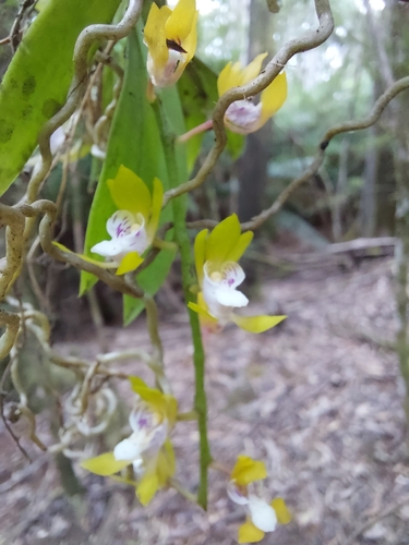 Image of Sarcochilus australis by (c) Brendan Costello, some rights reserved (CC BY)