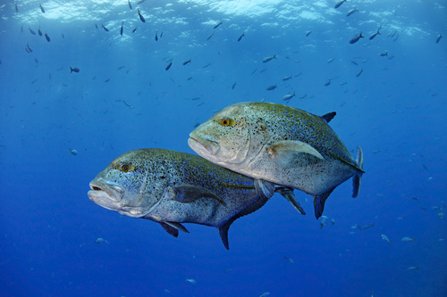 Bluefin Trevally