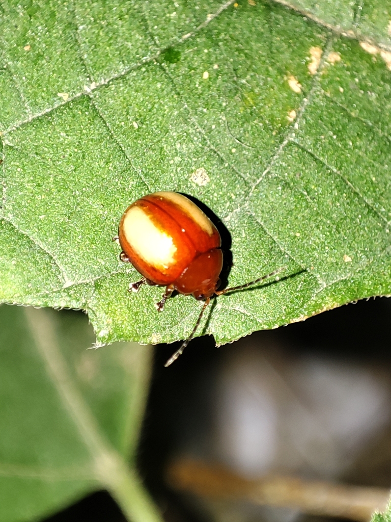 Argopus fortunei