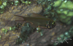Optivus agastos