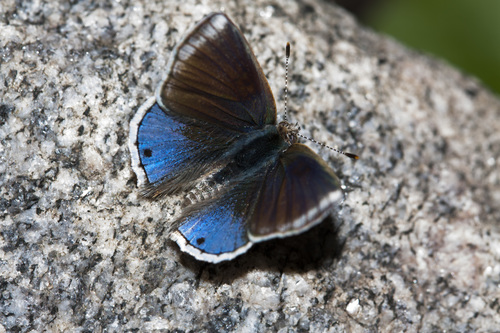 Lantana Scrub-Hairstreak