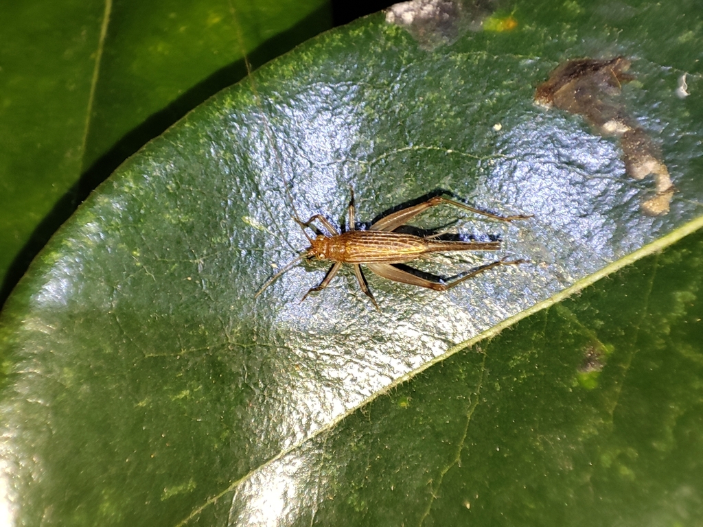 Amusurgus bispinosus