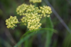 Lomatium caruifolium