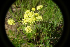Lomatium caruifolium
