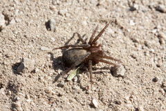 Asthenoctenus borellii