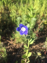 Phacelia viscida viscida