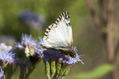 Heliopetes omrina